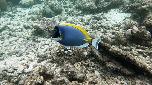 Acanthurus leucosternon, commonly known as the blue surgeonfish, powder blue tang or powder-blue surgeonfish, is a species of marine ray-finned fish belonging to the family Acanthuridae, the surgeonfi
