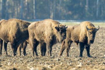 European bison herd standing in a field © Aleksander Bolbot