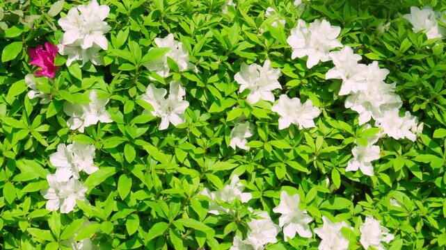 ツツジの花から花へと花粉を求めて飛び回るミツバチ