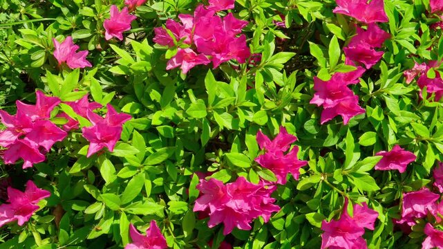 ツツジの花から花へと花粉を求めて飛び回るミツバチ