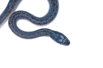 Fototapeta premium Snaking southern smooth snake with reddish eyes on white underground