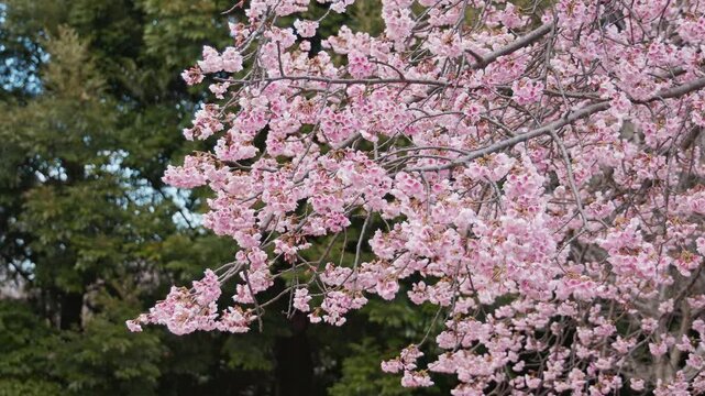 風に揺れる満開の桜の枝