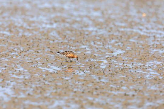 Red knot (Calidris canutus)  at Patibunia Bearch, South 24 Parganas, West Bengal