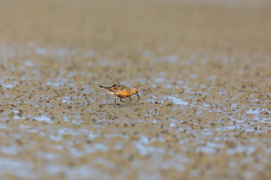 Red knot (Calidris canutus)  at Patibunia Bearch, South 24 Parganas, West Bengal