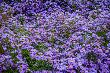 Obraz premium Field of purple flowers in bloom during spring season under bright sky