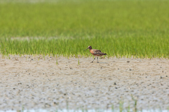 Bar-tailed Godwit (Limosa lapponica) at Patibunia Bearch, South 24 Parganas, West Bengal, India,