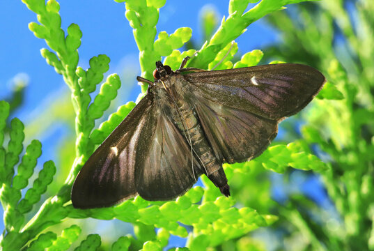Buchsbaumz&uuml;nsler, Cydalima perspectalis, seltene dunkle Farbvariante, Oberseite, ruhend.