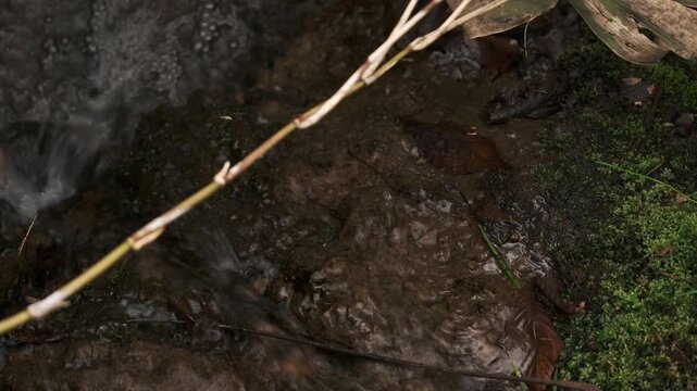 笹の葉が揺れる小さな川の流れアップ