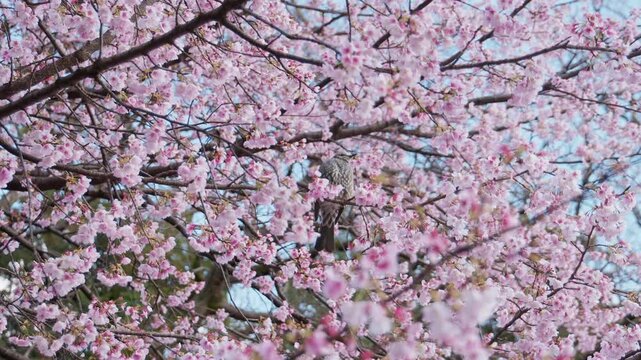 桜の木に止まり見渡しているヒヨドリ