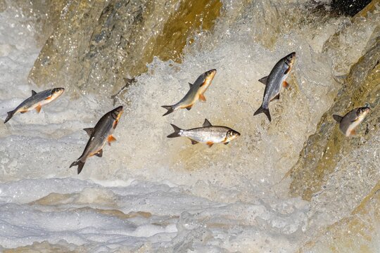 Fishes go for spawning upstream, jumping over waterfall.