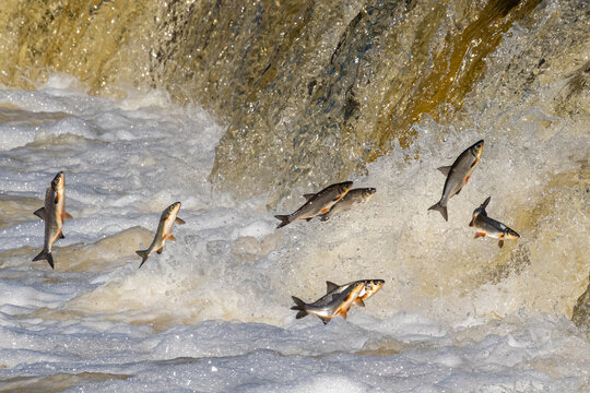 Fishes go for spawning upstream, jumping over waterfall.