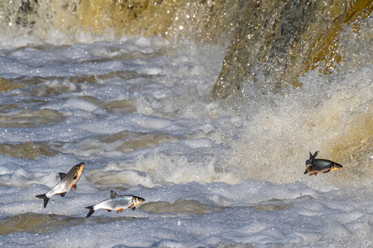 Fishes go for spawning upstream, jumping over waterfall.