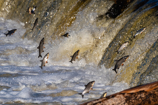 Fishes go for spawning upstream, jumping over waterfall.