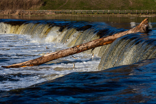 Fishes go for spawning upstream, jumping over waterfall.