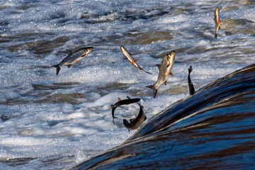 Fishes go for spawning upstream, jumping over waterfall. © Bargais