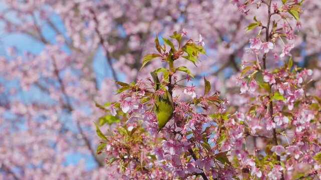 散りつつある河津桜の花とメジロ