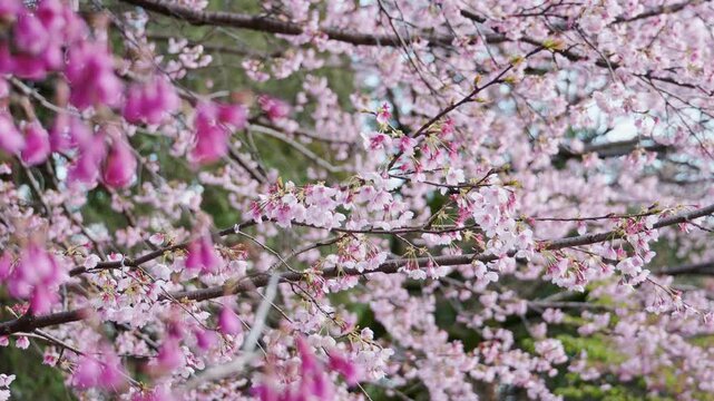 手前に寒緋桜がある大寒桜