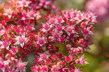 Fototapeta premium Colorful flowers bloom in a garden during spring, attracting bees and butterflies in warm sunlight