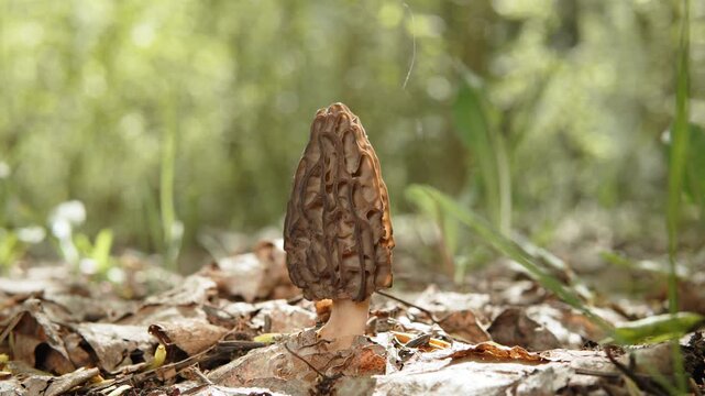 Winding morel mushroom growing on sunny clearing covered with dry leaves. First spring edible and delicacy mushrooms.