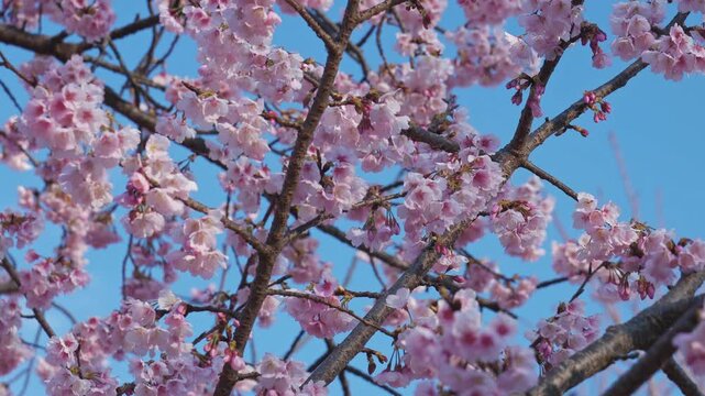満開の寒桜の木をアップで見回す