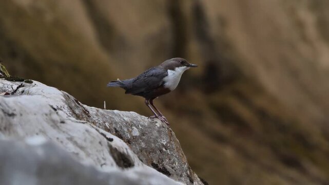 White-throated dipper female bird on a rock (Cinclus cinclus). European dipper