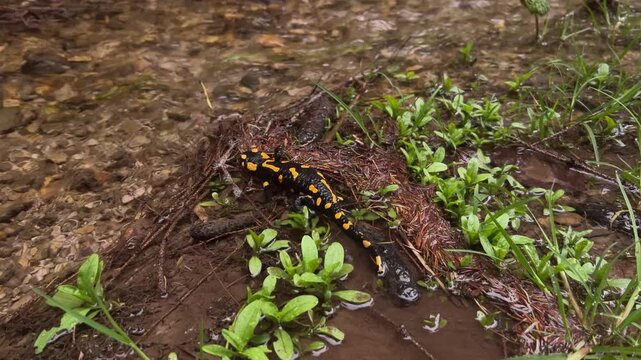 Fire salamander crawling into shallow water of a stream and being carried away by the current in a natural forest habitat