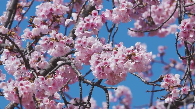 ゆっくり揺れる満開の寒桜の枝
