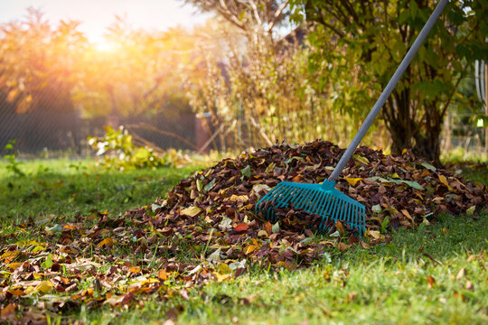 Person raking autumn leaves in the garden.
