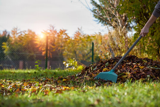 Person raking autumn leaves in the garden.