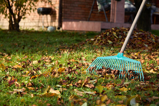 Person raking autumn leaves in the garden.