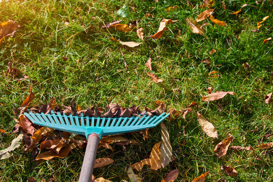 Close-up of green plastic rake with autumn leaves on lawn.