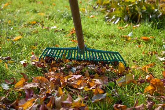 Close-up of green plastic rake with autumn leaves on lawn.