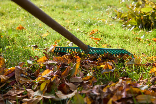 Close-up of green plastic rake with autumn leaves on lawn.