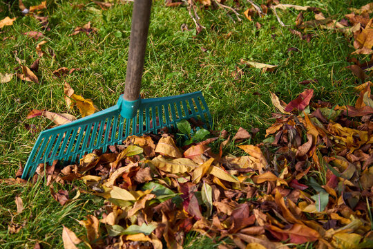 Close-up of green plastic rake with autumn leaves on lawn.