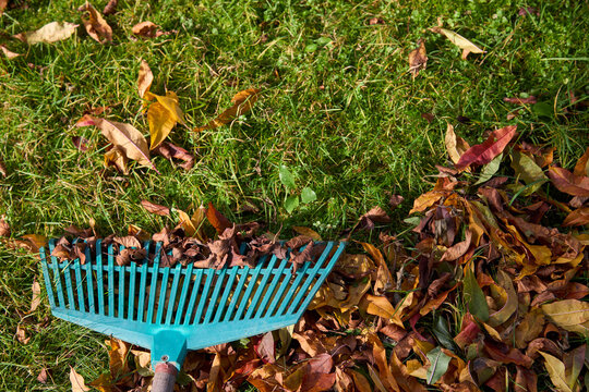 Close-up of green plastic rake with autumn leaves on lawn.