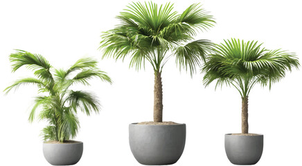 Obraz premium three different sizes of potted palm trees, transparent background