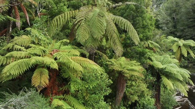 Lush green ferns and foliage grow densely on a hillside in Tangarakau, Manawatu-Whanganui, New Zealand, showcasing the vibrant native flora.