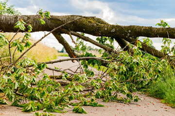 Fototapeta premium Fallen tree blocks road in rural area after storm in late afternoon with cloudy skies