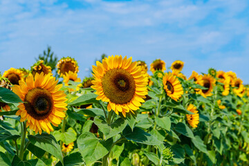 Fototapeta premium Sunflowers bloom in a field under a blue sky during the summer season
