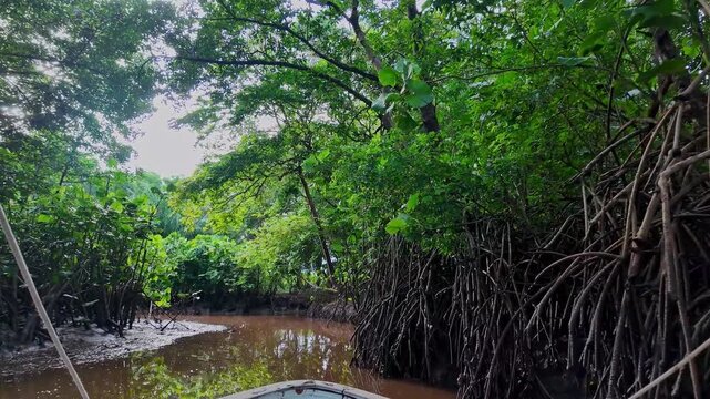 Boat trip on the Igarape do Urubu River, Delta das Americas, Ilha das Canarias, Brazil. Amazon Rainforest. South America