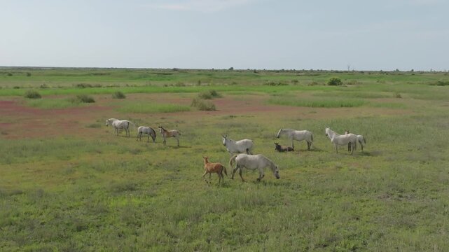 Wide aerial shot of Camargue marsh with scattered herd of white and brown horses grazing and resting across green and reddish grassland