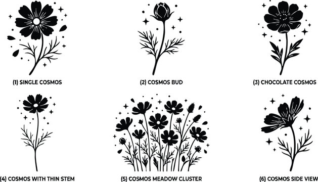 Black and white cosmos flower meadow cluster and single blossom vector art