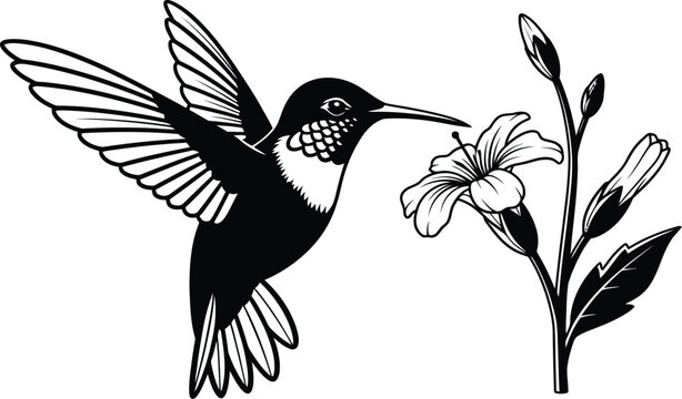 Hummingbird silhouette flying drinking nectar from flower blossom, elegant black white nature wildlife bird floral concept vector