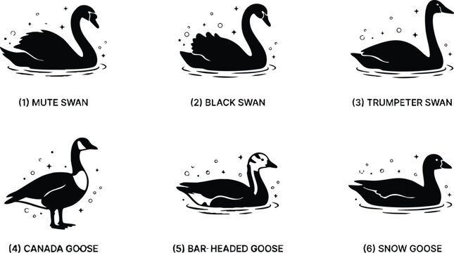 Mute swan black swan trumpeter swan canada goose bar headed goose snow goose silhouettes
