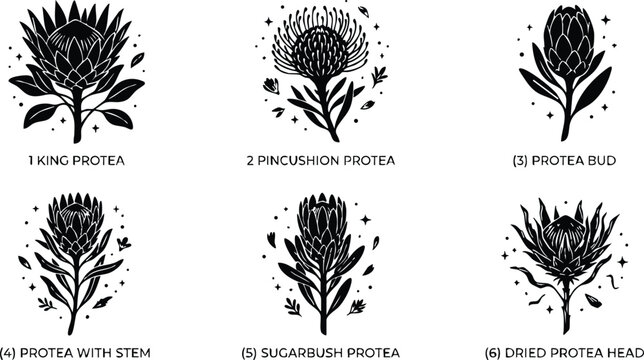 Black and white flat design set of protea flower types with labels