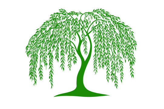 Minimalist willow tree logo in delicate line drawing style, isolated on white or transparent PNG background, clean botanical design for branding, eco labels, wellness themes, and modern identity visua