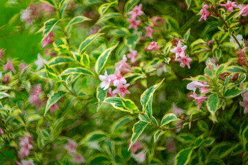 Fototapeta premium Blooming variegated Weigela shrub in a garden, charming pink bell-shaped flowers contrasting with green and cream foliage, ornamental spring shrub, natural botanical background, horticulture, plant de