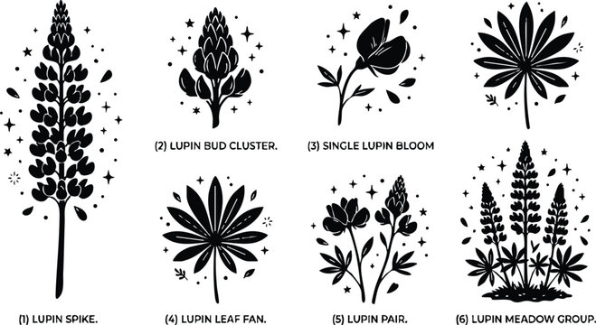 Black and white lupin flower spike bud bloom leaf fan meadow group line art