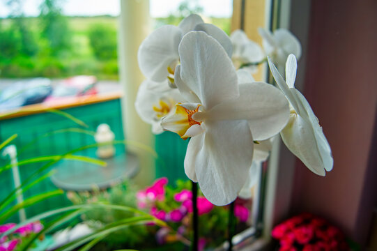White Phalaenopsis orchid flower in full bloom on a windowsill, natural daylight, concept of home interior decor, tranquility, potted plants, botanical beauty, cozy atmosphere.