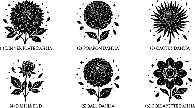 Black and white dinner plate pompon cactus dahlia floral vector art set